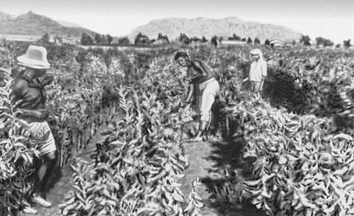 Большая Советская Энциклопедия (КУ) - i009-001-225497141.jpg