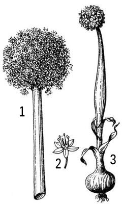 Большая Советская Энциклопедия (ЛУ) - i010-001-265209398.jpg