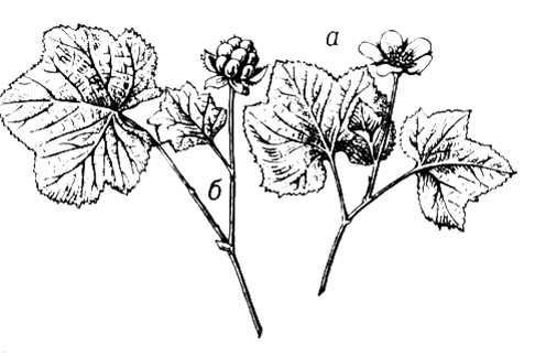 Большая Советская Энциклопедия (МО) - i009-001-240706564.jpg