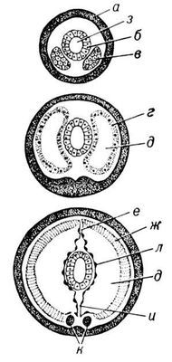 Большая Советская Энциклопедия (МЕ) - i010-001-280554503.jpg