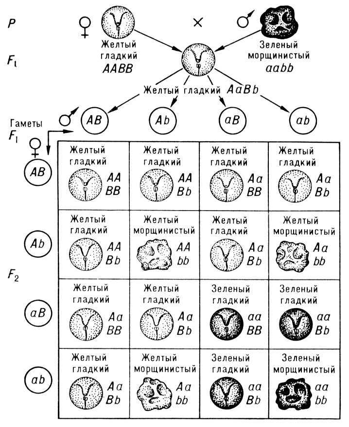 Большая Советская Энциклопедия (МЕ) - i010-001-265233839.jpg