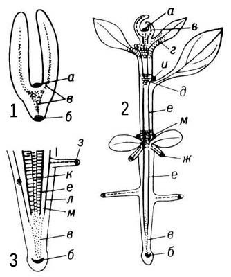 Большая Советская Энциклопедия (МЕ) - i010-001-273788876.jpg