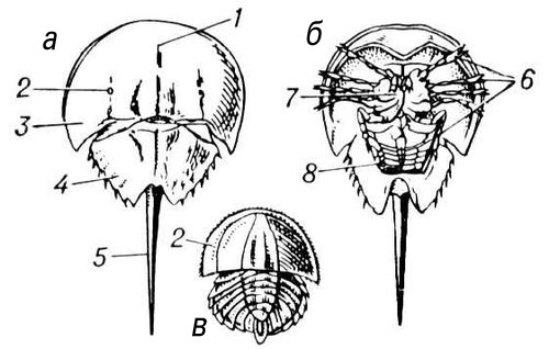 Большая Советская Энциклопедия (МЕ) - i010-001-265461023.jpg