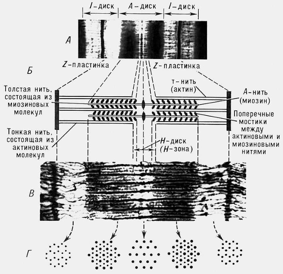 Большая Советская Энциклопедия (МЫ) - i009-001-207906427.jpg