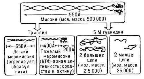 Большая Советская Энциклопедия (МЫ) - i009-001-237565588.jpg