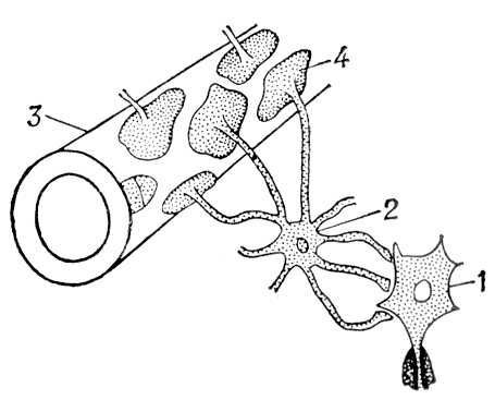 Большая Советская Энциклопедия (НЕ) - i009-001-212167283.jpg