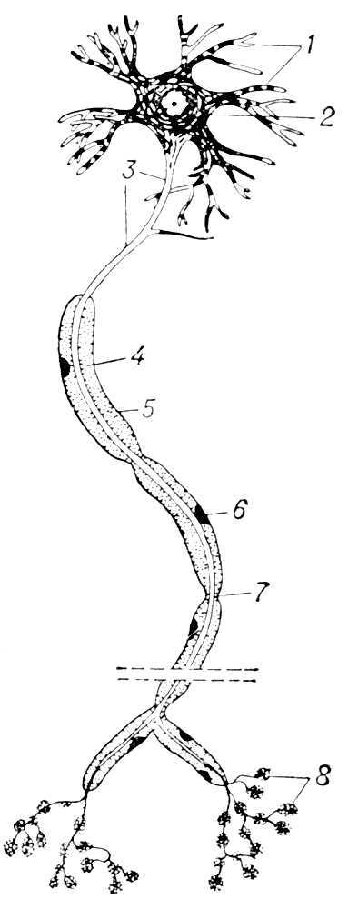 Большая Советская Энциклопедия (НЕ) - i010-001-275460385.jpg