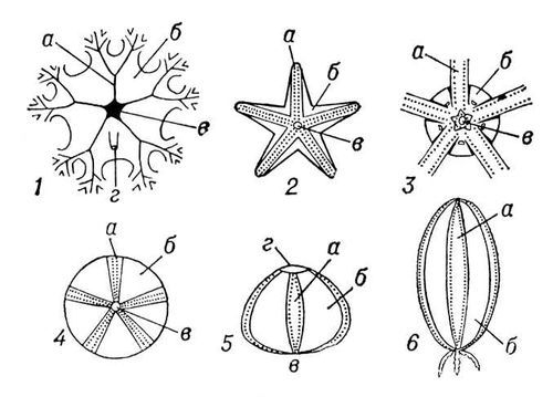 Большая Советская Энциклопедия (ОФ) - i010-001-286412816.jpg