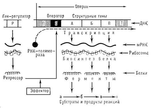 Большая Советская Энциклопедия (ОП) - i008-pictures-001-295858982.jpg