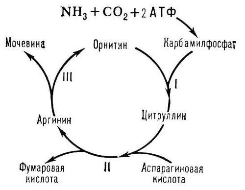 Большая Советская Энциклопедия (ОР) - i009-001-208013497.jpg