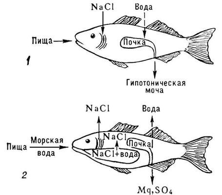 Большая Советская Энциклопедия (ОС) - i010-001-246307421.jpg