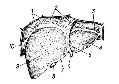 Большая Советская Энциклопедия (ПЕ) - i010-001-262771866.jpg