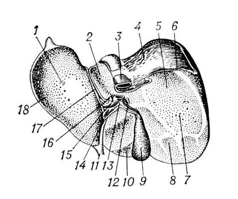 Большая Советская Энциклопедия (ПЕ) - i010-001-263702051.jpg