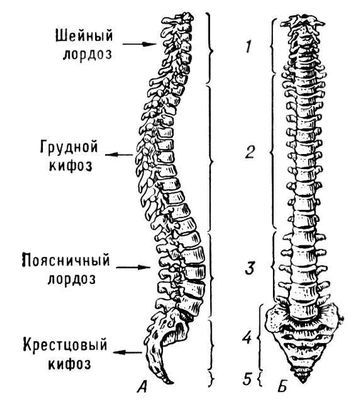 Большая Советская Энциклопедия (ПО) - i009-001-225358934.jpg