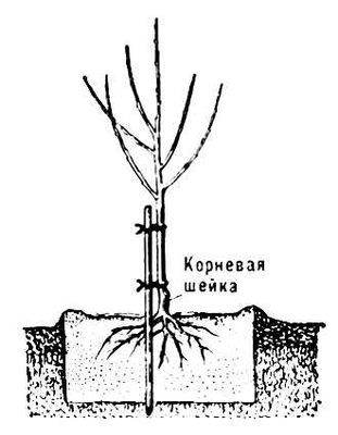 Большая Советская Энциклопедия (ПО) - i010-001-263565610.jpg