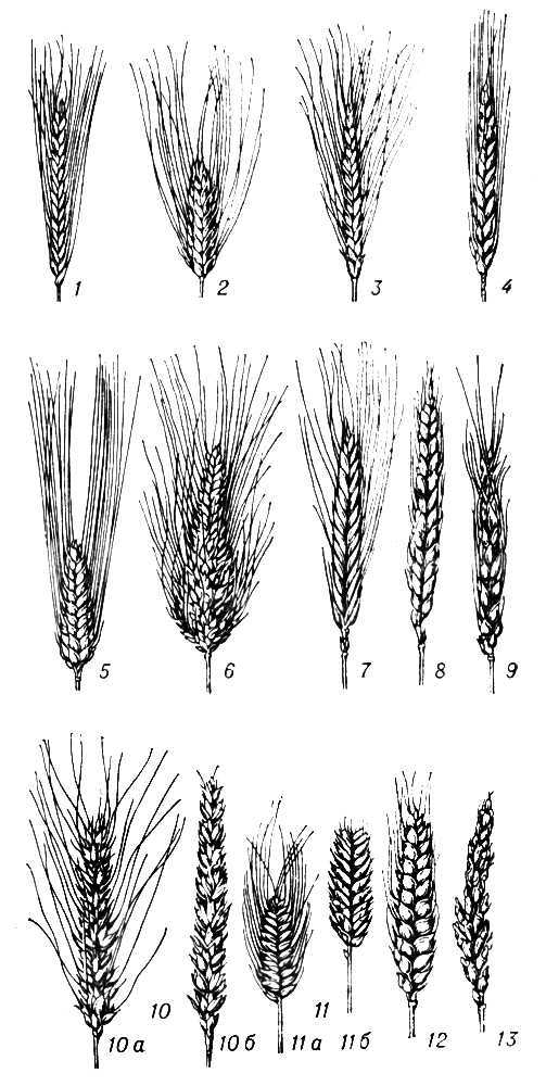 Большая Советская Энциклопедия (ПШ) - i010-001-275499456.jpg