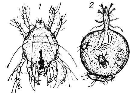 Большая Советская Энциклопедия (ПУ) - i010-001-257612004.jpg