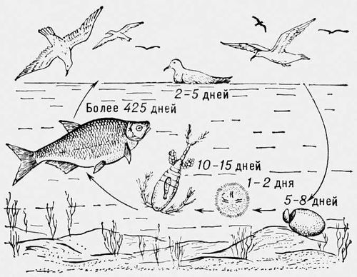 Большая Советская Энциклопедия (РЕ) - i009-001-216501980.jpg