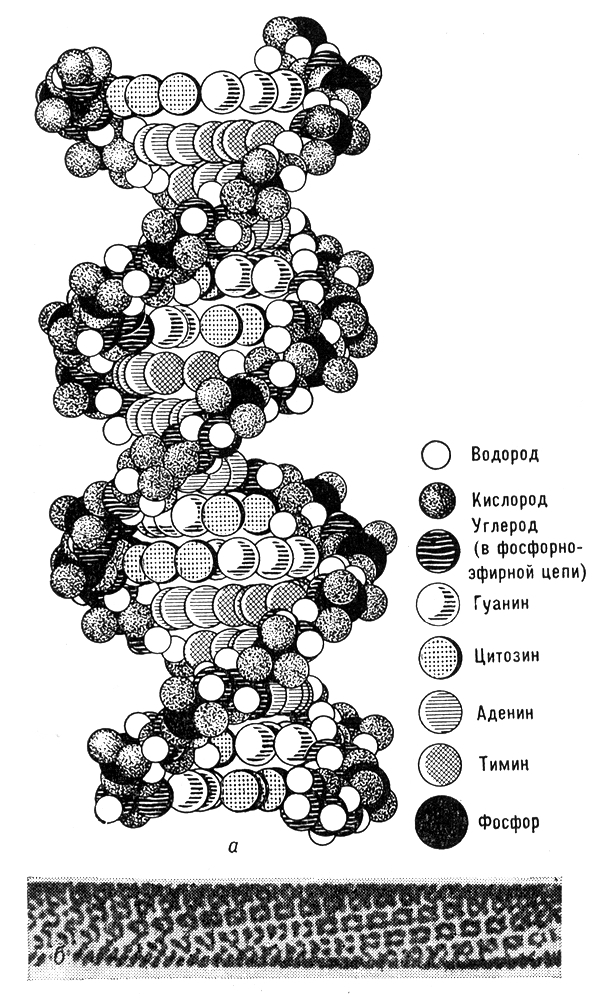 Большая Советская Энциклопедия (СИ) - i009-001-211132696.jpg