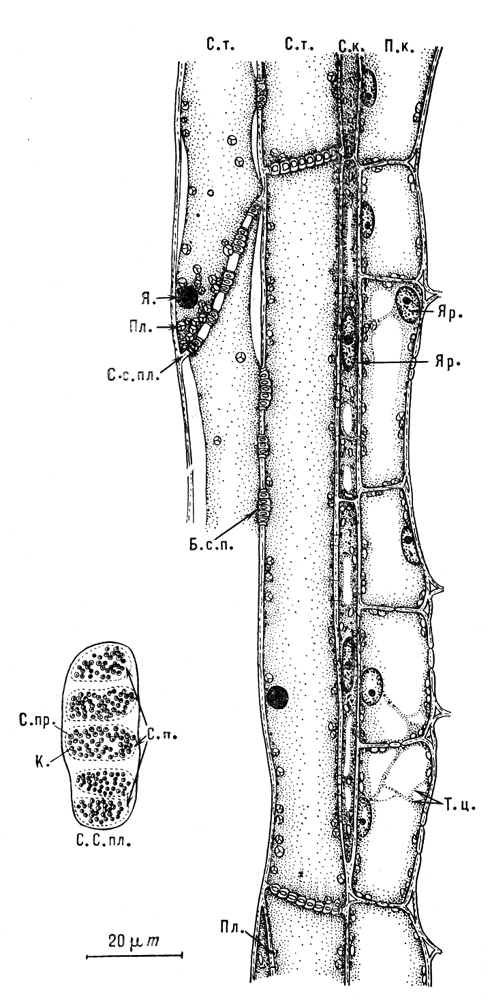 Большая Советская Энциклопедия (СИ) - i009-001-207335314.jpg