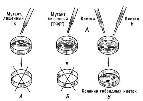 Большая Советская Энциклопедия (СО) - i010-001-253027088.jpg