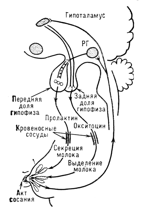 Большая Советская Энциклопедия (СО) - i010-001-273862851.jpg