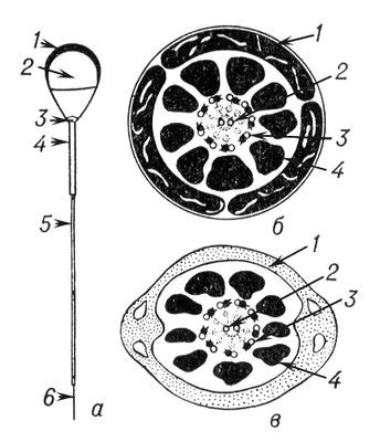 Большая Советская Энциклопедия (СП) - i009-001-206747571.jpg