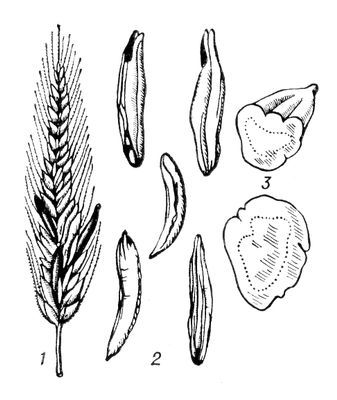 Большая Советская Энциклопедия (СП) - i010-001-263179089.jpg