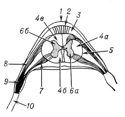 Большая Советская Энциклопедия (СП) - i010-001-281332633.jpg