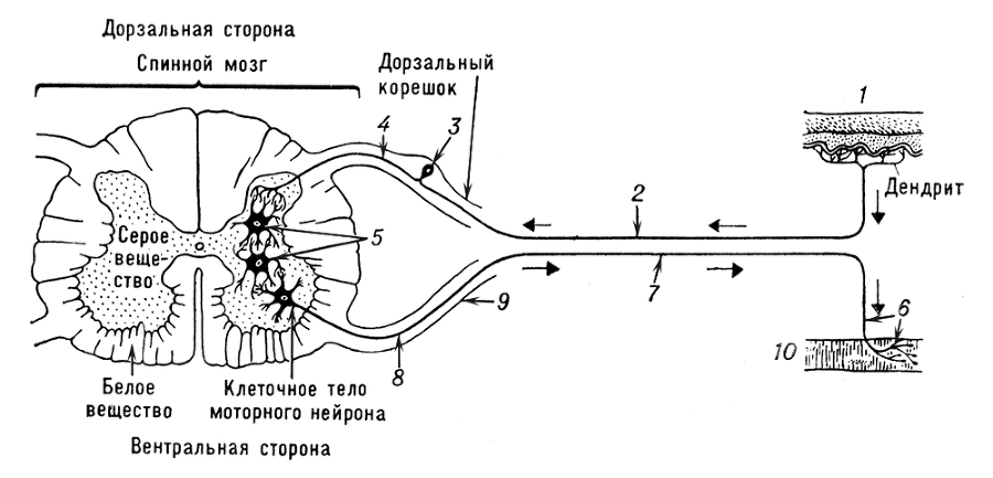 Большая Советская Энциклопедия (СП) - i010-001-285660927.jpg