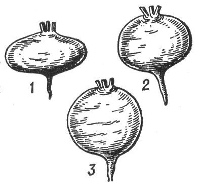 Большая Советская Энциклопедия (СВ) - i010-001-248961340.jpg