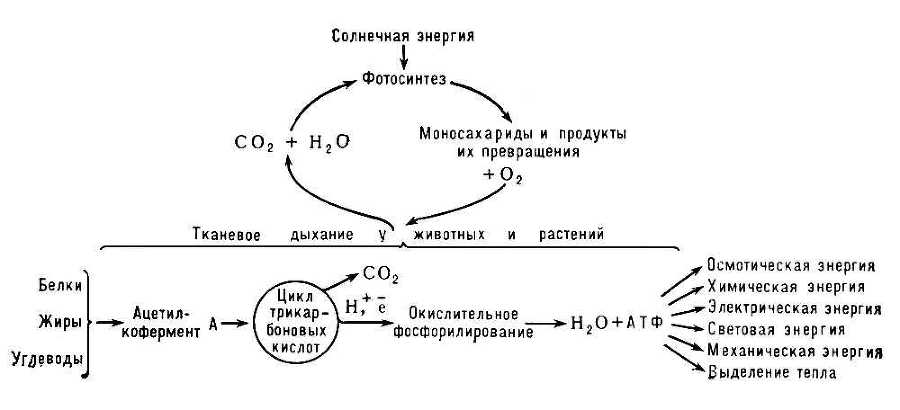 Большая Советская Энциклопедия (ТК) - i009-001-227963405.jpg