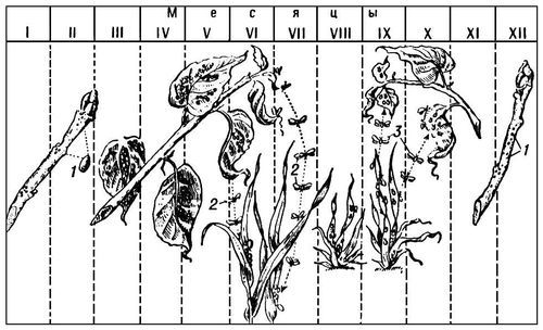 Большая Советская Энциклопедия (ТЛ) - i010-001-248417288.jpg