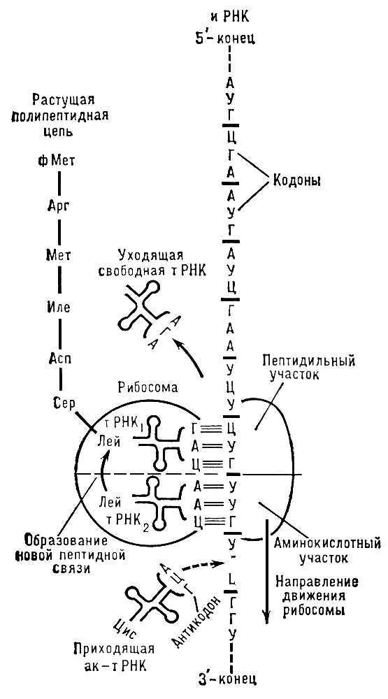 Большая Советская Энциклопедия (ТР) - i008-pictures-001-295403461.jpg