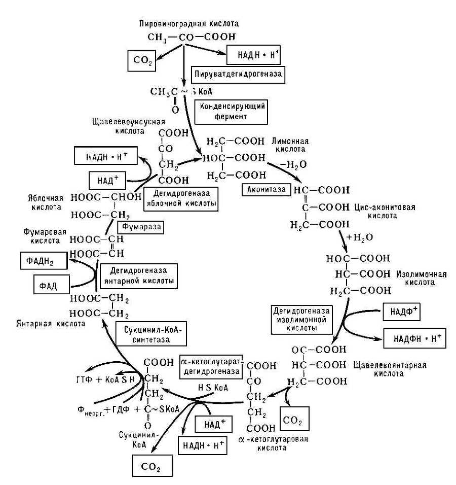 Большая Советская Энциклопедия (ТР) - i009-001-233687045.jpg