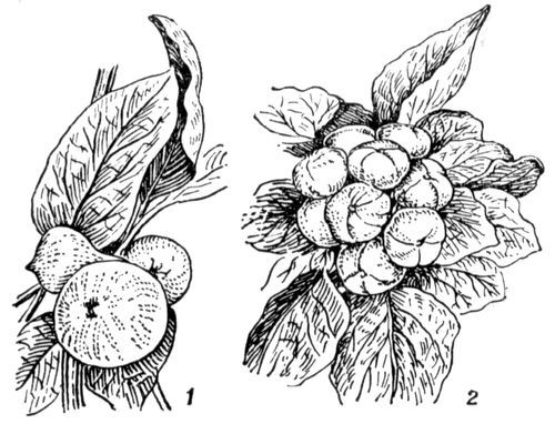 Большая Советская Энциклопедия (ТУ) - i010-001-246743826.jpg