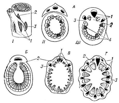 Большая Советская Энциклопедия (УЗ) - i009-001-227421648.jpg
