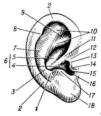 Большая Советская Энциклопедия (УШ) - i010-001-246088975.jpg