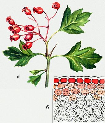 Большая Советская Энциклопедия (ХИ) - i010-001-271957346.jpg