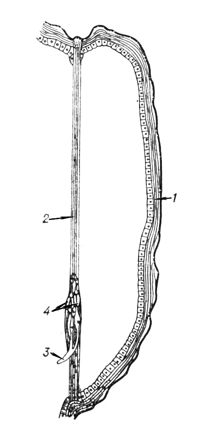 Большая Советская Энциклопедия (ХО) - i010-001-262050624.jpg