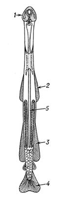 Большая Советская Энциклопедия (ЩЕ) - i009-001-226514455.jpg