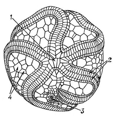 Большая Советская Энциклопедия (ЭД) - i009-001-237357076.jpg