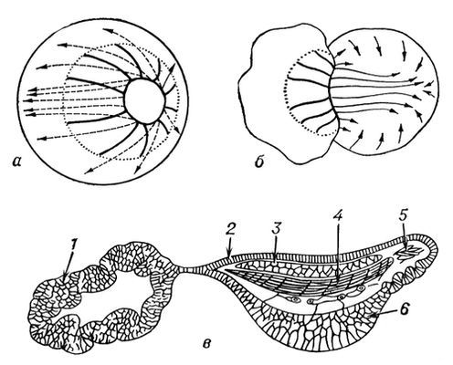 Большая Советская Энциклопедия (ЭК) - i009-001-225048543.jpg