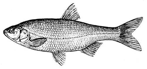 Большая Советская Энциклопедия (ЯЗ) - i009-001-217395202.jpg