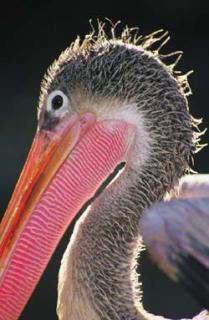 Журнал «Вокруг Света» №2 за 2003 год - any2fbimgloader18.jpeg