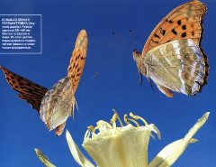 Журнал «Вокруг Света» №8 за 2003 год - any2fbimgloader9.jpeg