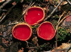 Журнал «Вокруг Света» № 9 за 2004 год (2768) - any2fbimgloader4.jpeg