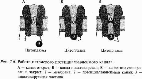 Основы нейрофизиологии - i_11.png