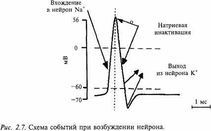 Основы нейрофизиологии - i_12.png