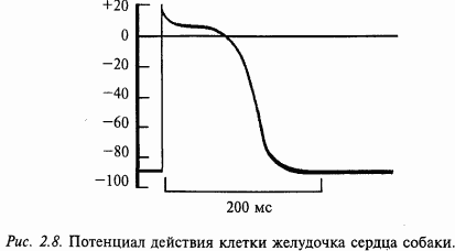 Основы нейрофизиологии - i_13.png